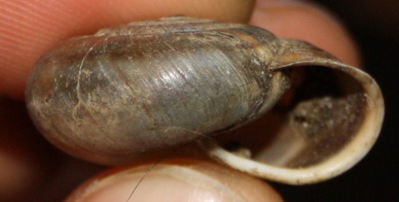 chilostoma da Trieste